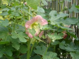 fleur_variee_20211127_1091728578